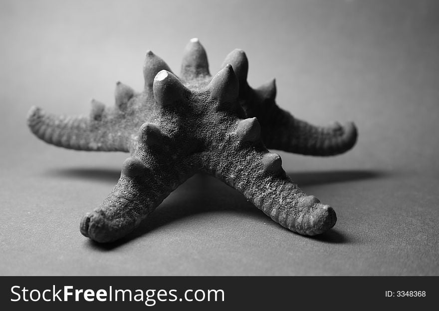 Monochrome starfish with the shadow