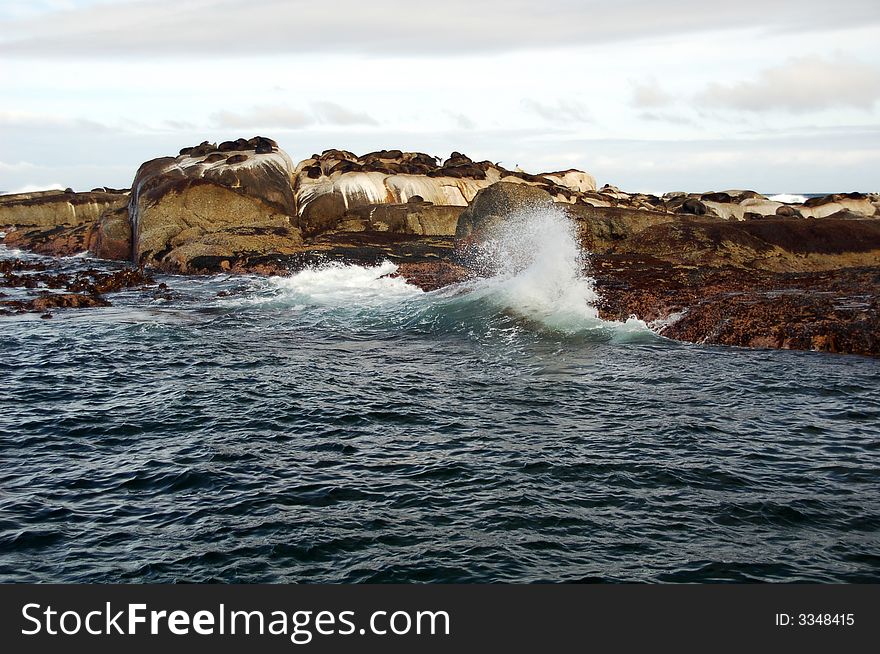 Seals on the rocks - Seal Island