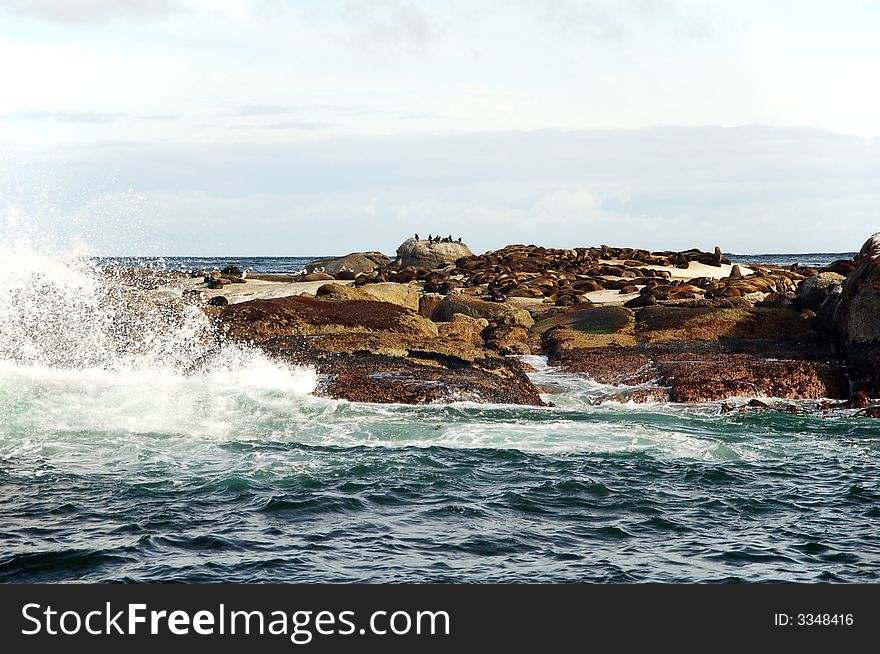 Seal Island with wave splash - Cape Town, South Africa