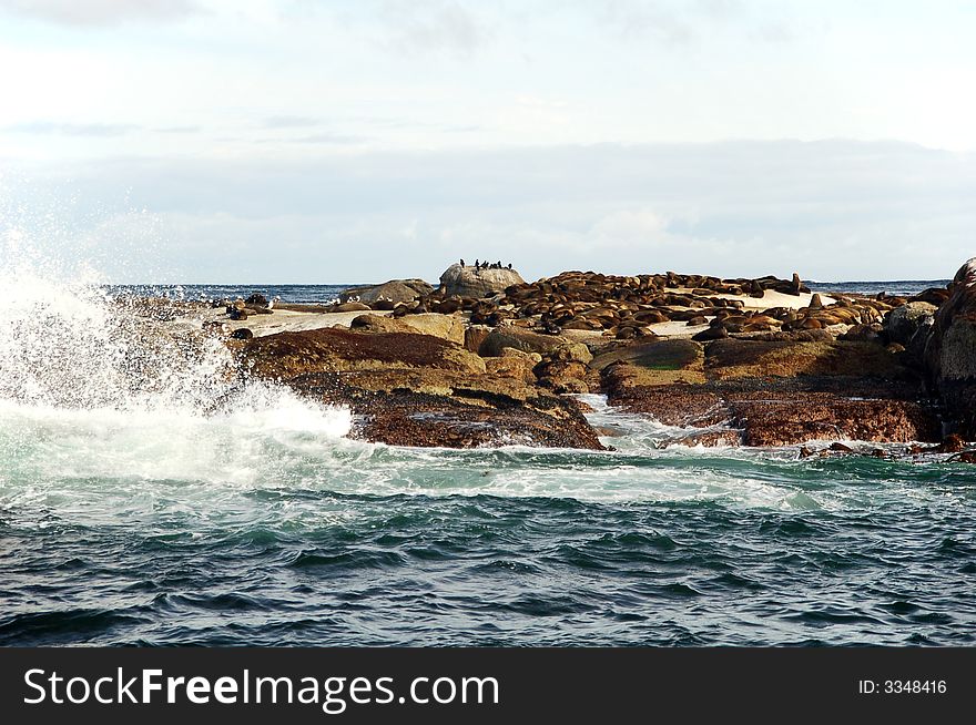 Seal Island With Wave Splash