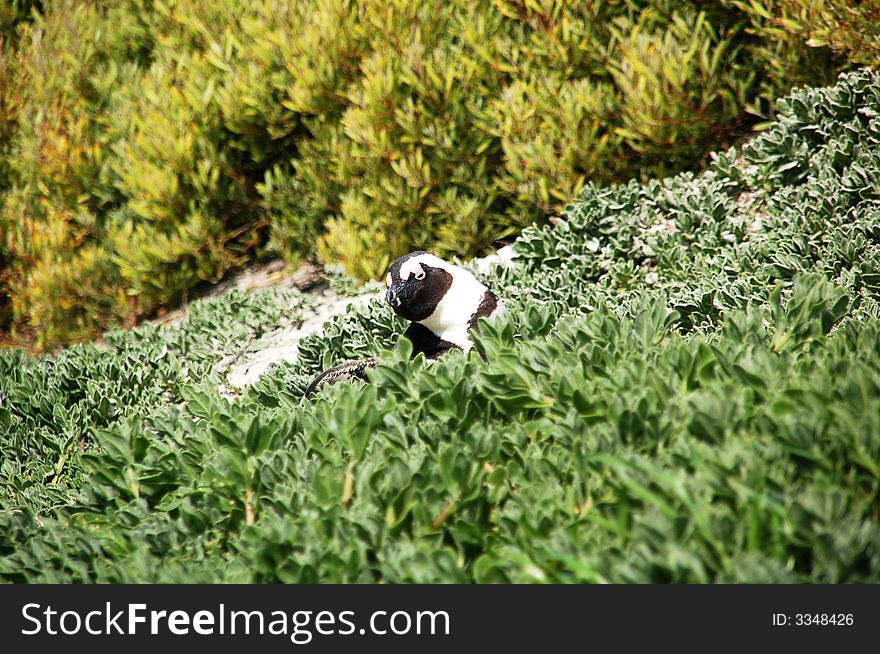 Magellan penguin hiding