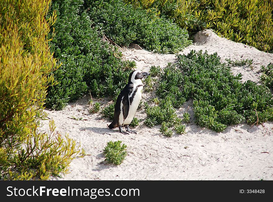 Magellan penguin posing - South Africa