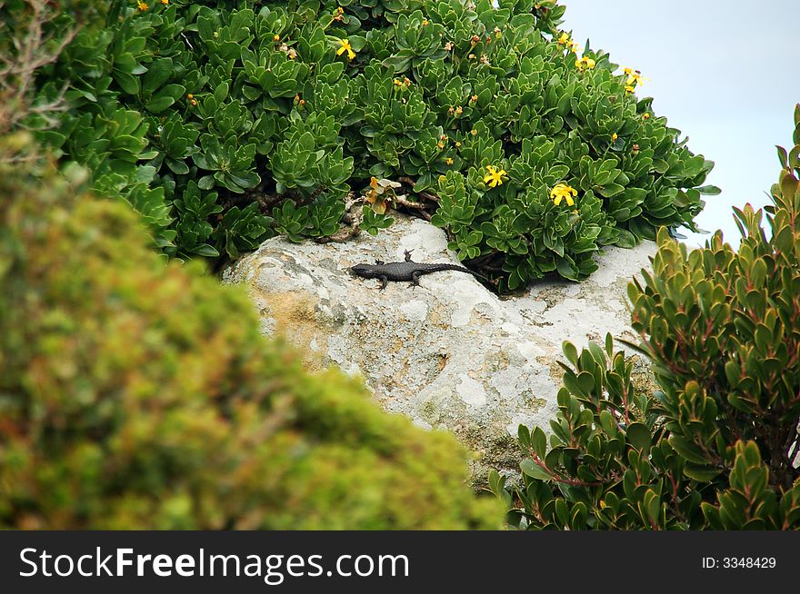 Lizard on the rock by bushes