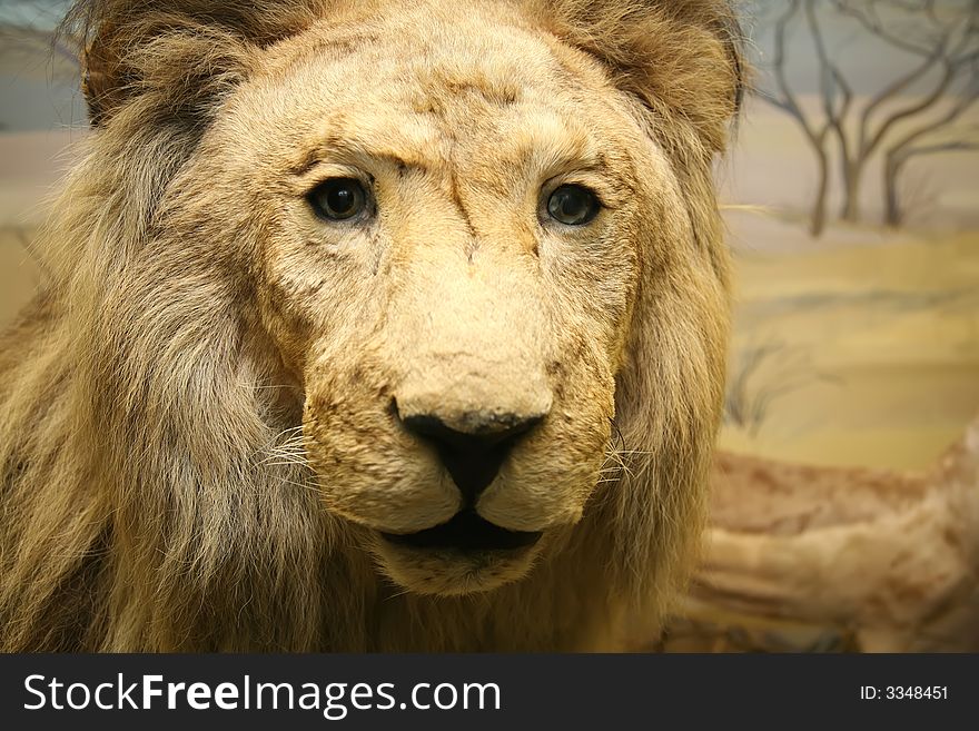 Stuffed lion in the zoo museum