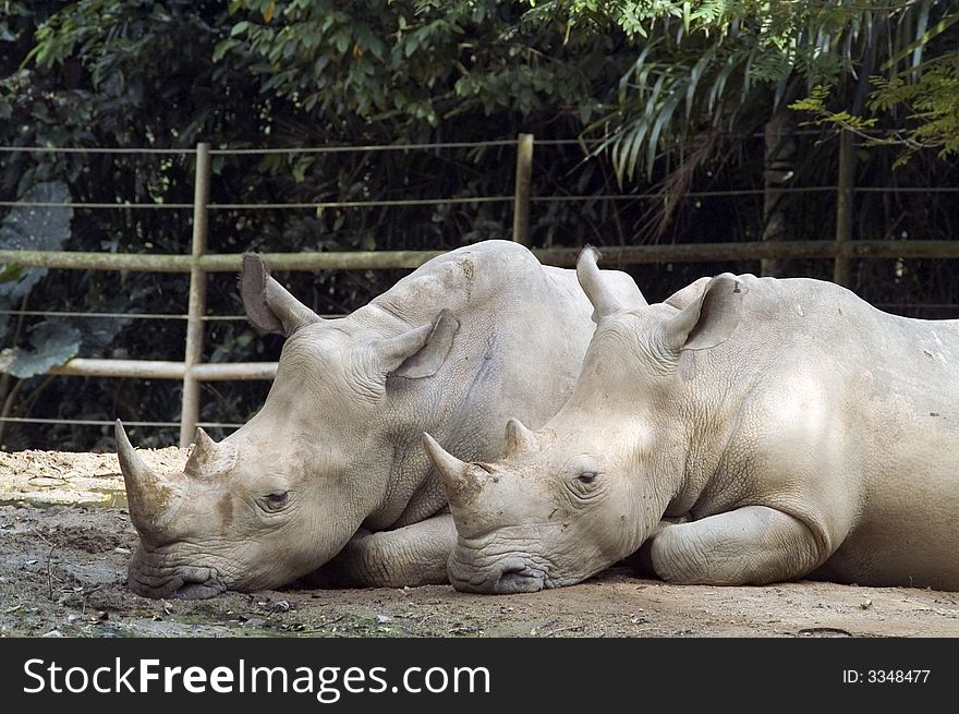 Two Rhinos resting side by side