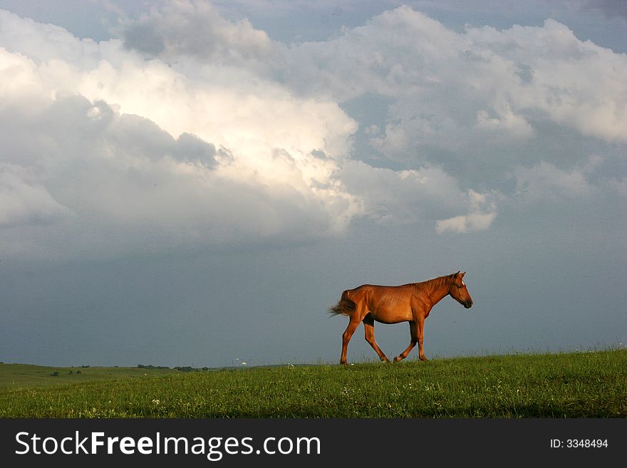 Horse under the sky afer rain