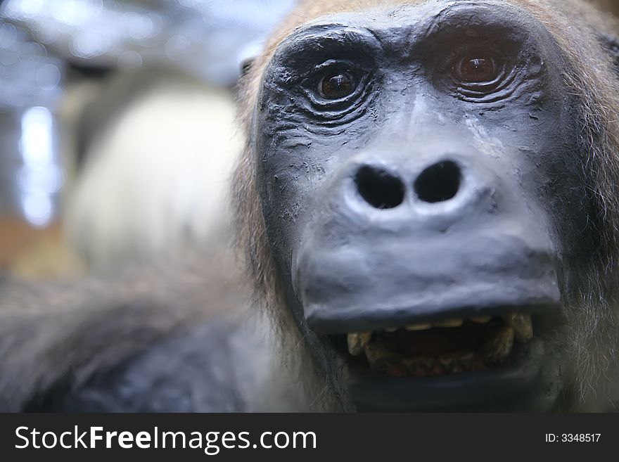 Monkey Close-up Portrait