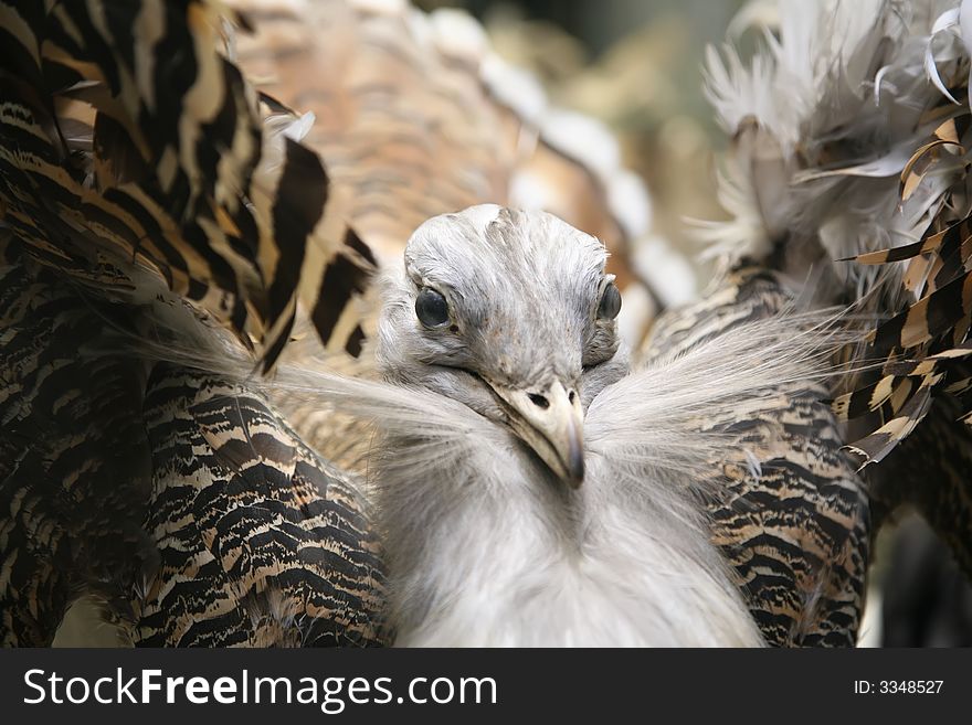 Bustard