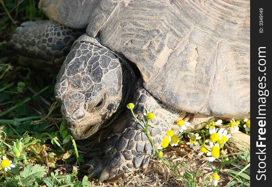 A tortoise eating camomile in the garden of a museum in Athens