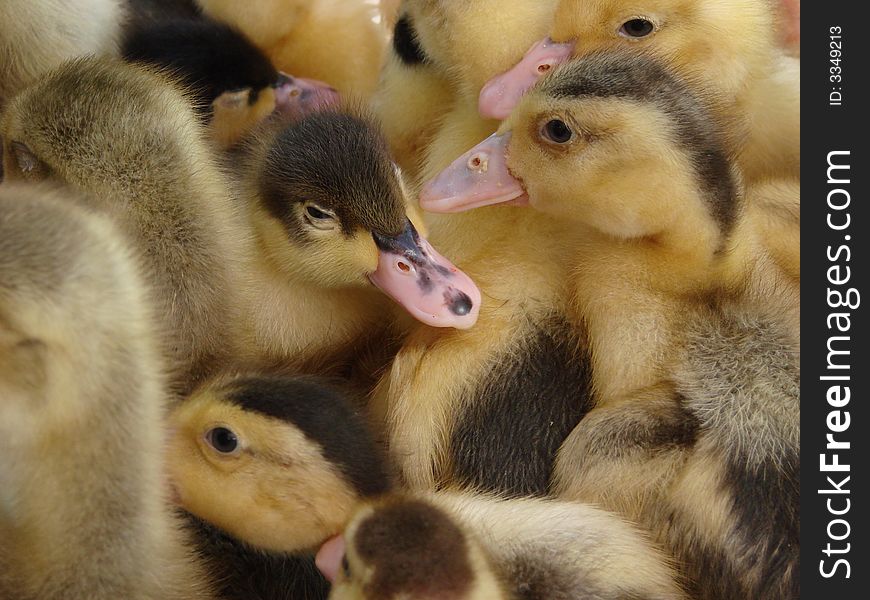 A group of ducklings at a market in Barcelos, Portugal