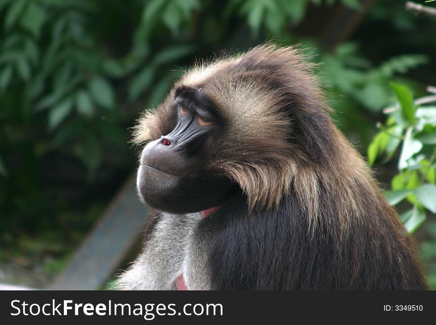 Monkey in thailand that think