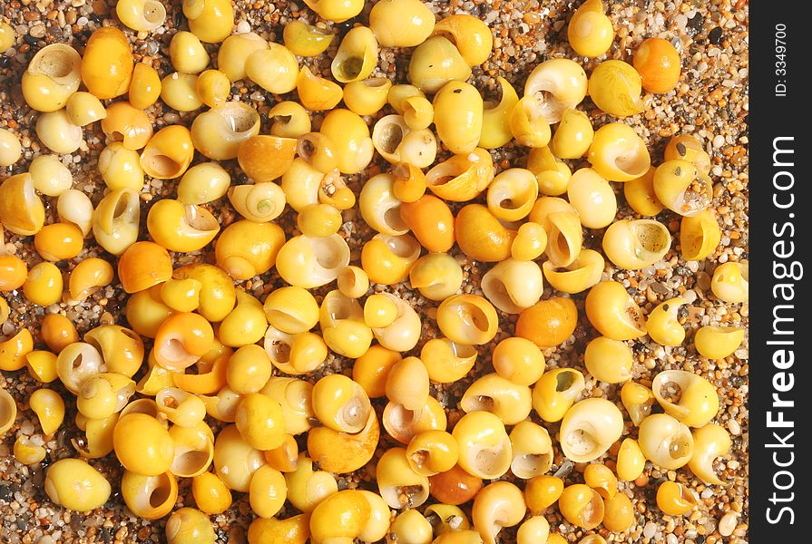 Yellow sea shells on sand