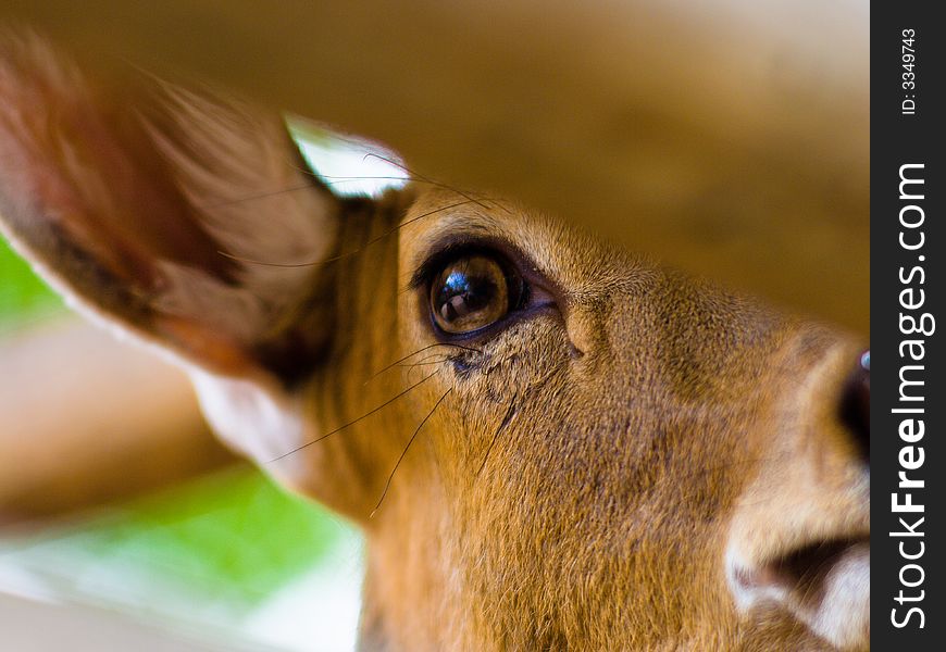 The Deer in breeding farm. The Deer in breeding farm