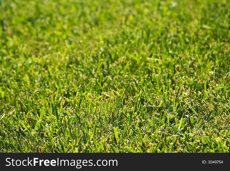 Lush Green Backlit Grass Background Image.