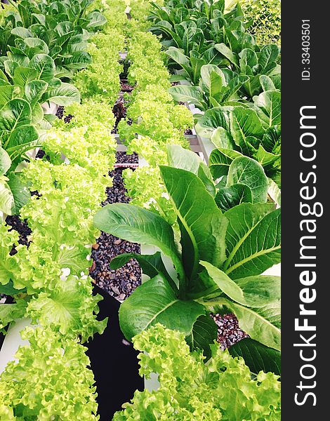 Image of Hydroponics vegetable background