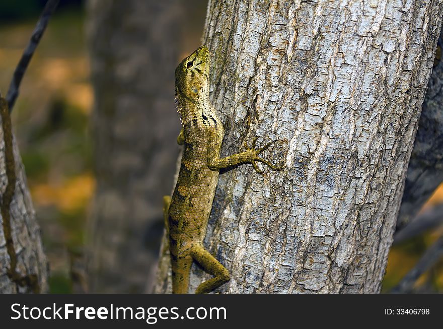 Etude in Brown Shades. Lizard on Tree, Binh Thuan province of Vietnam.