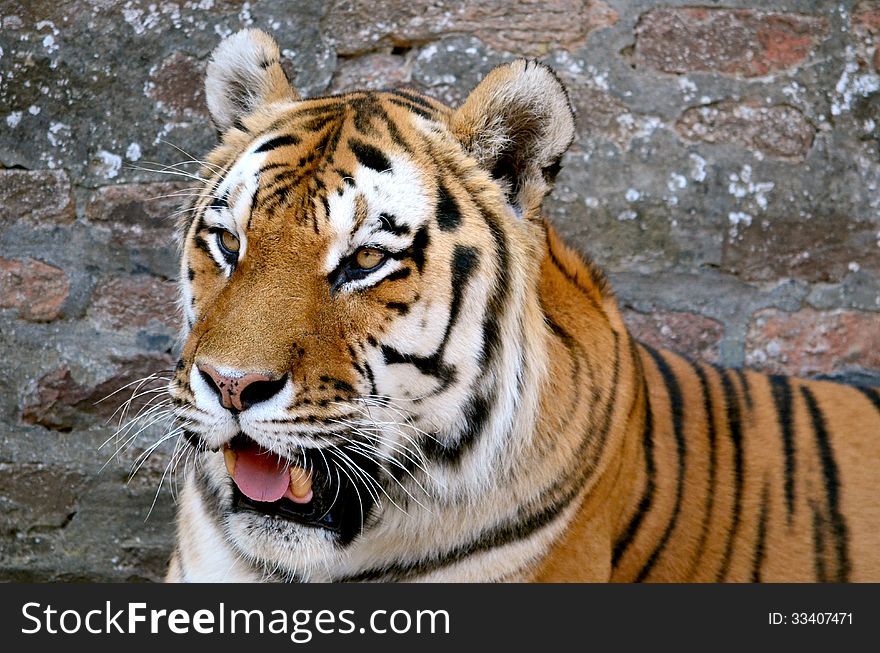 The face of a tiger on a grunge brick wall background