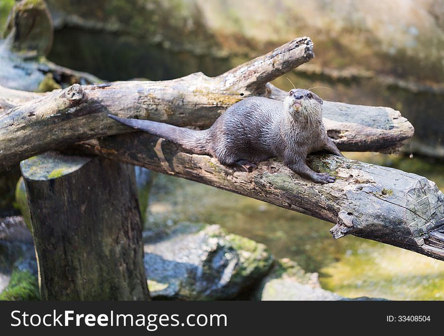 Spotted-necked Otter &x28;Lutra Maculicollis&x29;