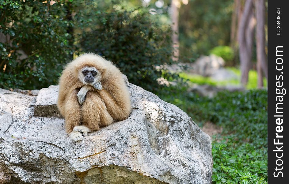 Sad monkey sitting on a rock on a background of green foliage