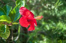 Hibiscus Chinese Or Chinese Rose Royalty Free Stock Photos Hibiscus Chinese Or Chinese Rose Royalty Free Stock Photos