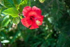Hibiscus Chinese Or Chinese Rose Stock Photography