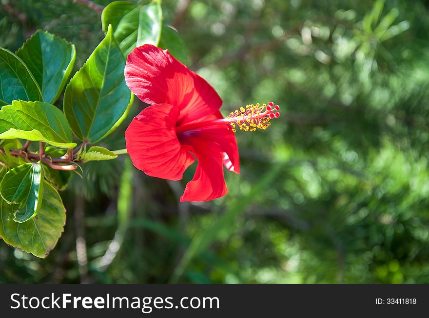 Hibiscus Chinese or Chinese rose