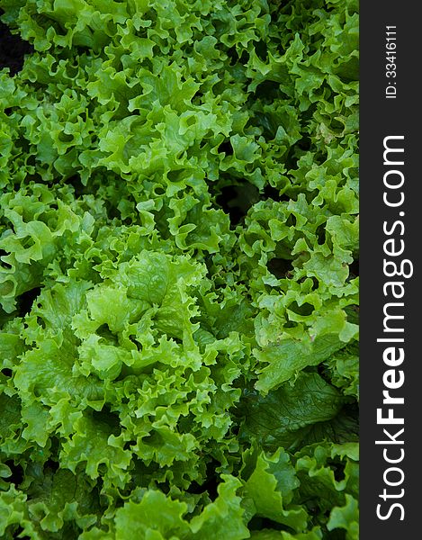 Lettuce is an plant family Compositae. Lettuce is an plant family Compositae