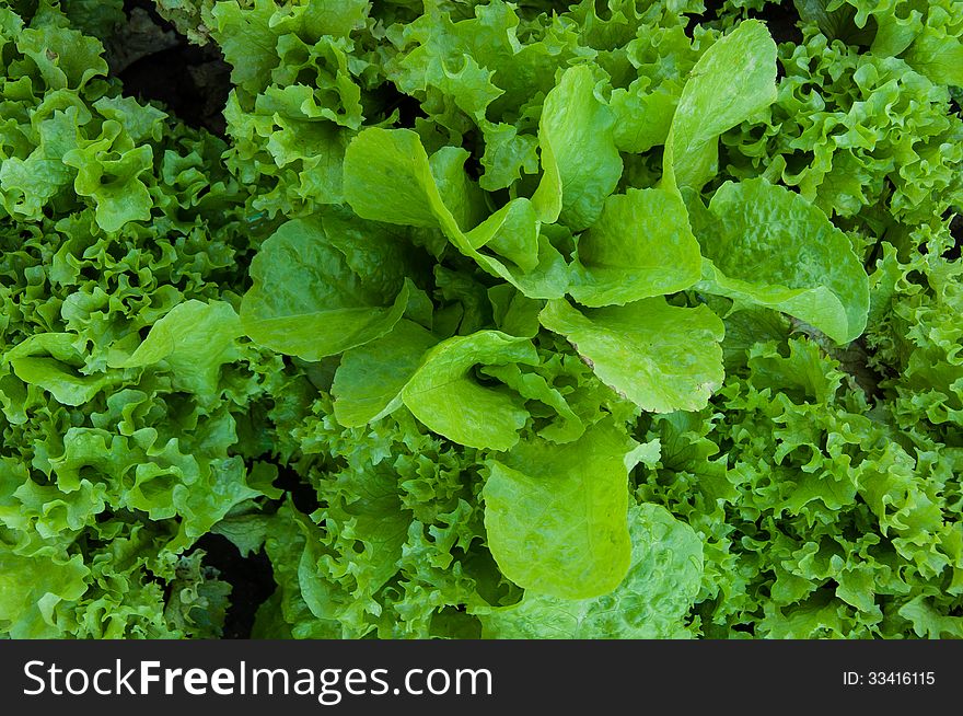 Greens Lettuce