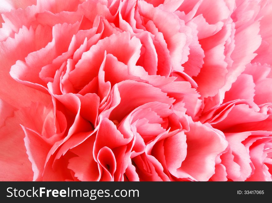 Close up of carnation flower, red and pink