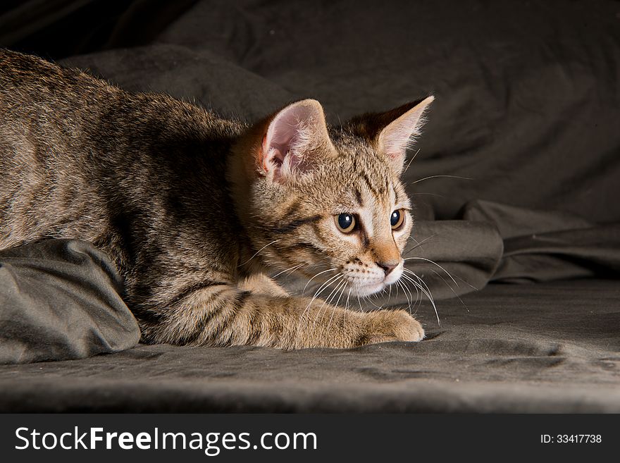 Small tabby cat in funny position. Small tabby cat in funny position