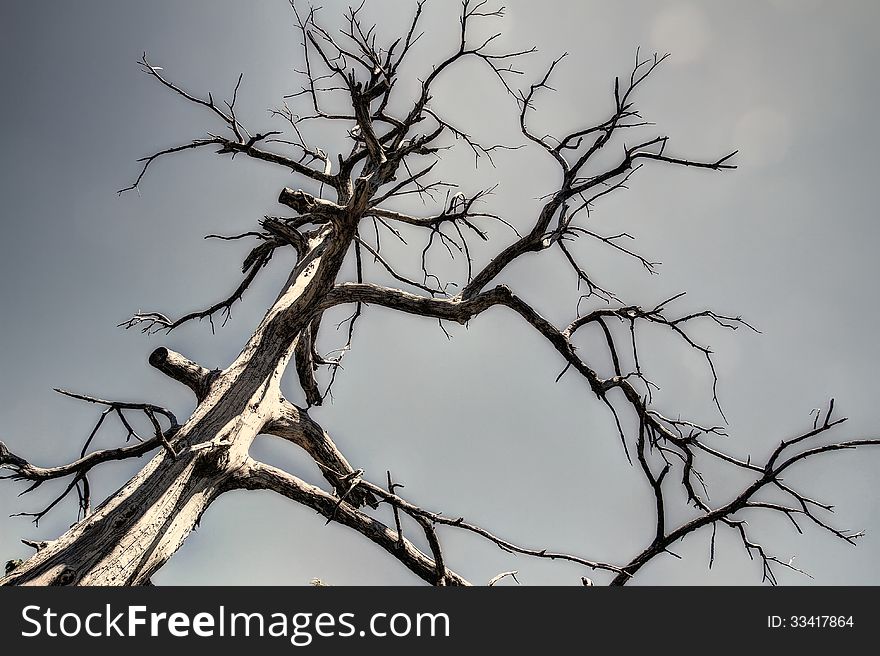 Older dry tree for backgrounds