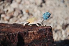 Lizard At Petrified Forest, Khorixas, Namibia Stock Images Lizard At Petrified Forest, Khorixas, Namibia Stock Images