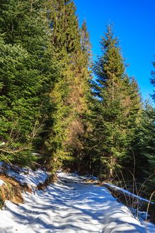 Snow-covered Pathway To Coniferous Forest On Winter Day Royalty Free Stock Photo