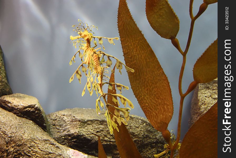 A leafy sea dragon tries to look like seaweed as it floats through the ocean currents off south Australia;