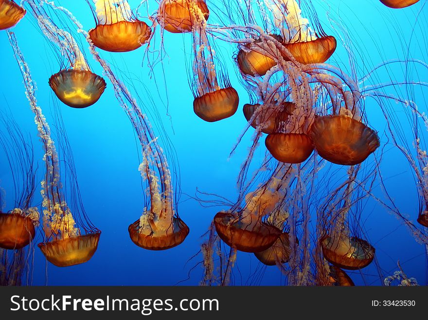 Sea nettles pulse through coastal waters w/ tentacles extended in search of food;. Sea nettles pulse through coastal waters w/ tentacles extended in search of food;