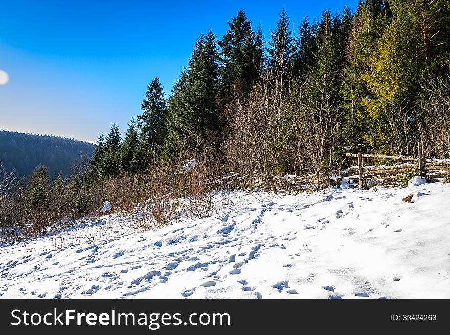 Snow-covered Pine Forest On The Hillside In Winter