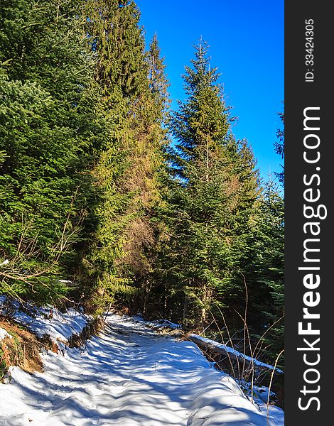 Snow-covered pathway to coniferous forest on winter day