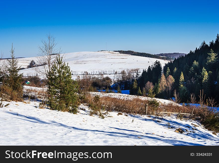 Snow-covered pine forest on the hillside in winter