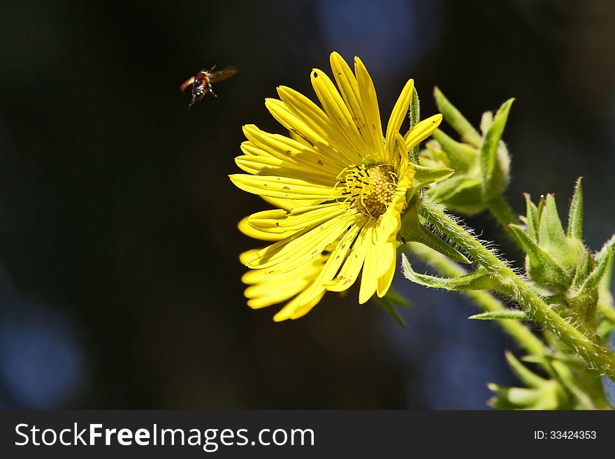 A Japanese Beetle was flying towards my Compass Plant and I captured it in flight. A Japanese Beetle was flying towards my Compass Plant and I captured it in flight.
