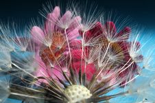 Dandelion And Flowers Royalty Free Stock Images Dandelion And Flowers Royalty Free Stock Images