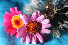Dandelion And Flowers Stock Photography Dandelion And Flowers Stock Photography