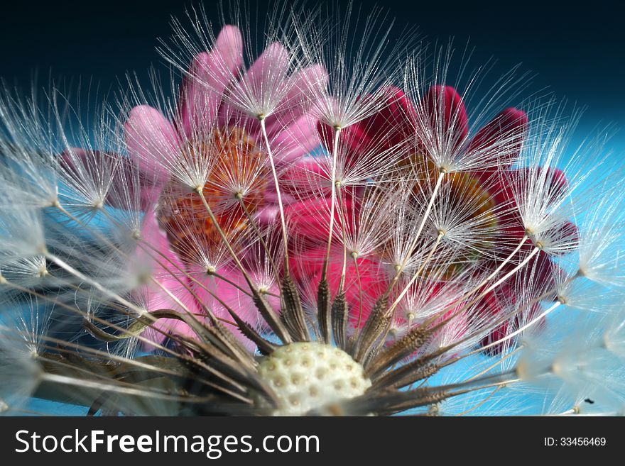 Dandelion seeds, pink and red flowers on a blue and black background. Dandelion seeds, pink and red flowers on a blue and black background.