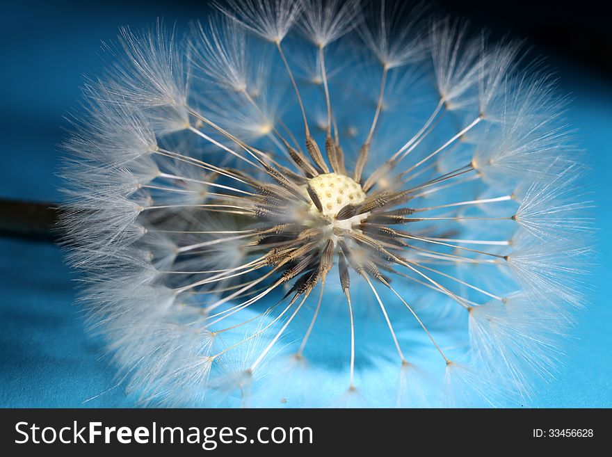 Dandelion seed on blue and black background.