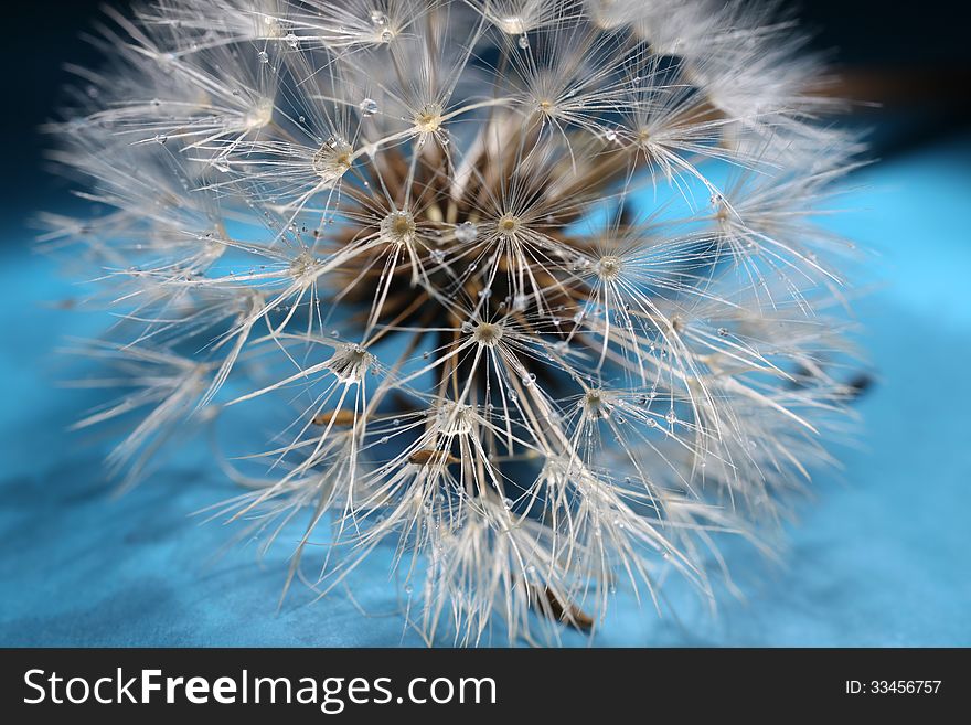 Dandelion seed, wet from the dew on blue and black background.