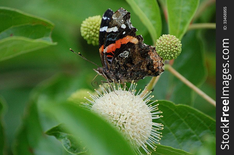 Red Admiral Butterfly On Button Bush