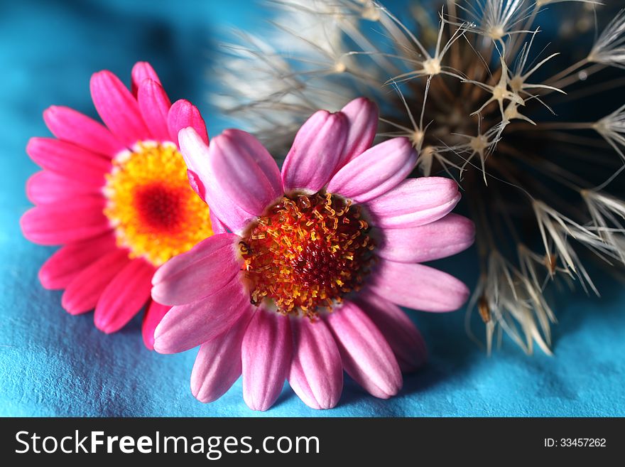 Dandelion seeds, pink and red flowers on a blue and black background. Dandelion seeds, pink and red flowers on a blue and black background.