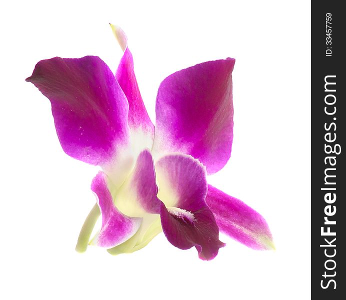 Pink orchid isolated on a white background