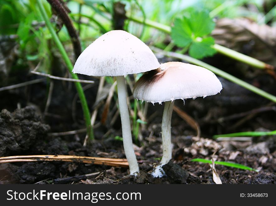 Mushroom couple in nature,close up. Mushroom couple in nature,close up