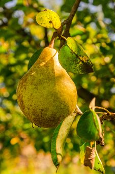 Gold Pear Stock Images