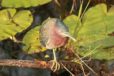 Green Heron &x28;Butorides Virescens&x29; In Everglades National Park Stock Images Green Heron &x28;Butorides Virescens&x29; In Everglades National Park Stock Images